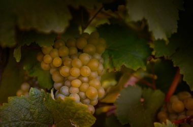 chenin_blanc_Credit_ADT_Touraine_LDeSerres_2029_(24)