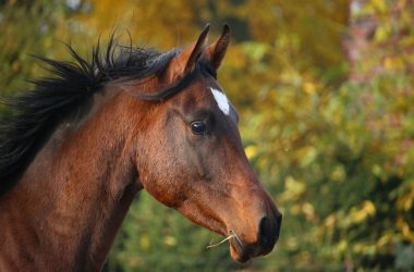 cheval-loches-valdeloire