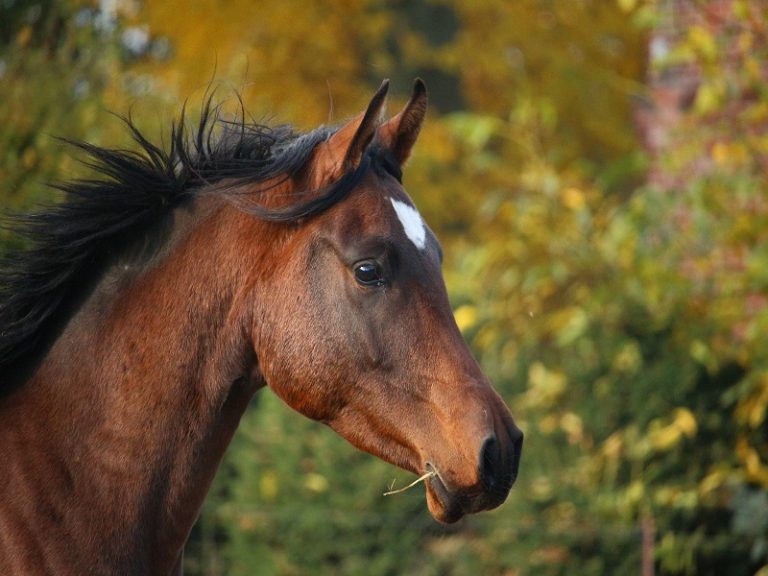 Les chevaux de la lande-1
