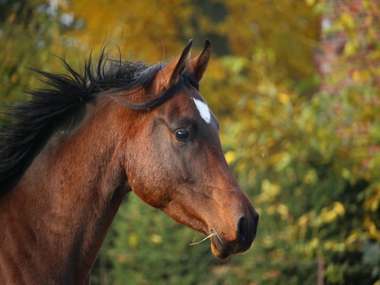 Centre équestre et poney club du Buisson-1