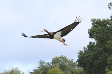 cigognesetrapacesenmigration-ferrierelarcon-valdeloire