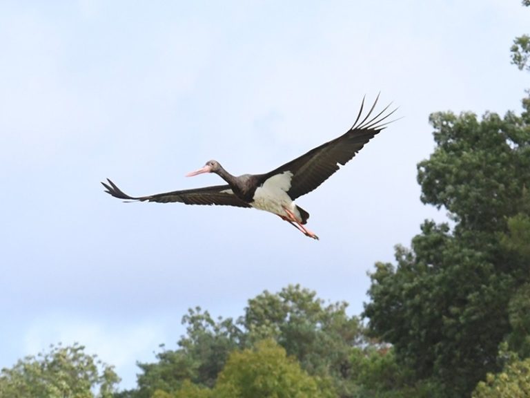 Cigognes et rapaces en migration-1