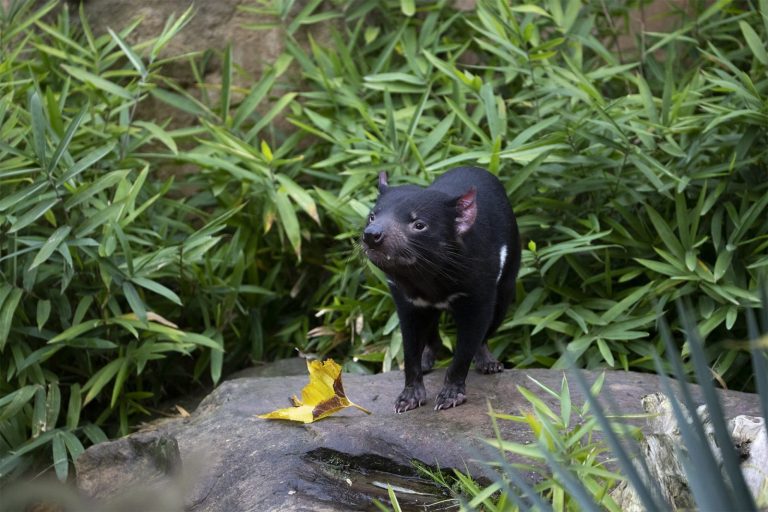 ZooParc de Beauval-16