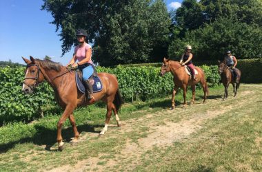 ecuries-vignoble-restigne