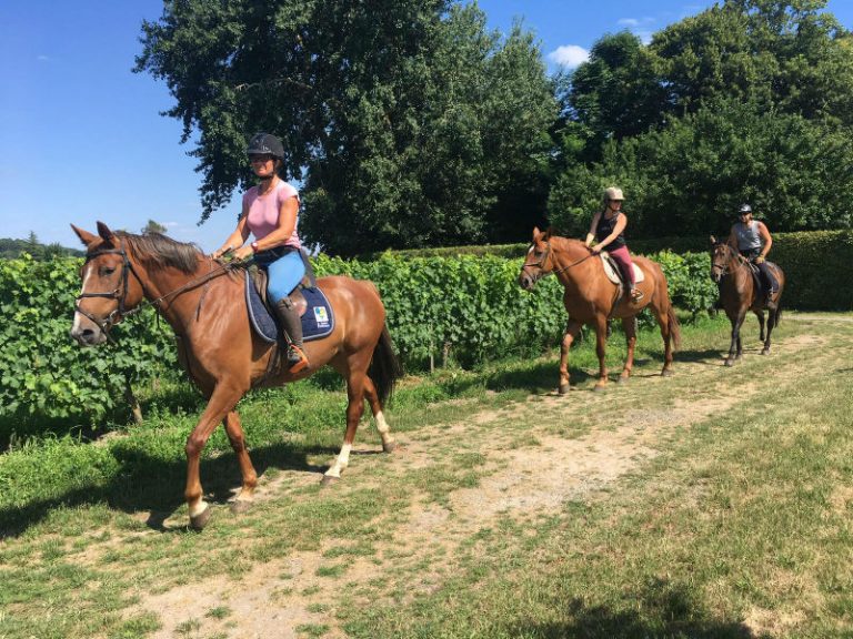 Les écuries du Vignoble-1