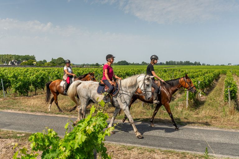 Entre vignes et forêts-1