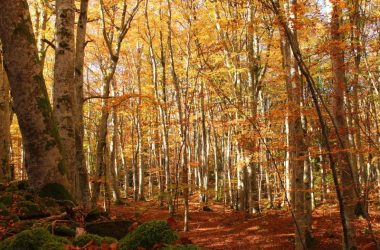 fall-2107814_1280