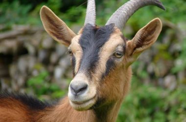 ferme petits champs nouzilly