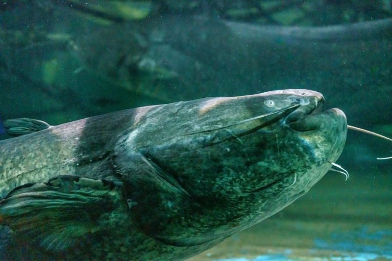 Loire Valley Aquarium-2