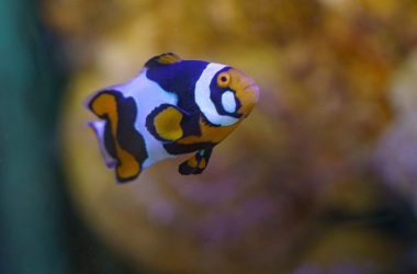 Aquarium de Touraine – Loire Valley, France.