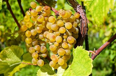 grapes-2715711_640