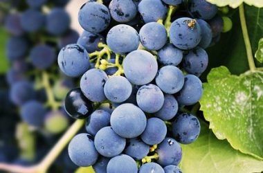 grapes-3623694_640