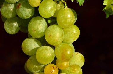 grapes-3630370_640
