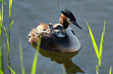 grebes-loches-valdeloire