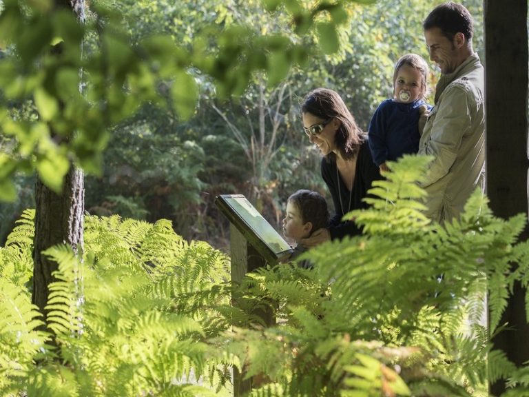 Labyrinth of the Tours-Preuilly Forest-1