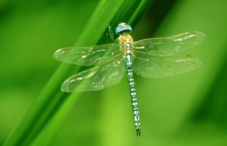 Libellules et demoiselles-1