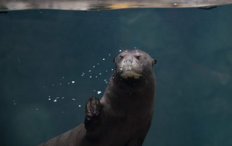 ZooParc de Beauval-20