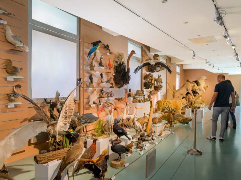 Natural History Museum-5