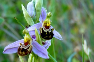 orchidees-couleurs-sauvages