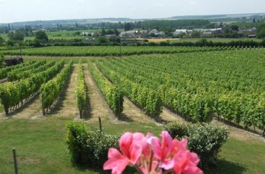 Vineyard of Panzoult (AOC chinon)