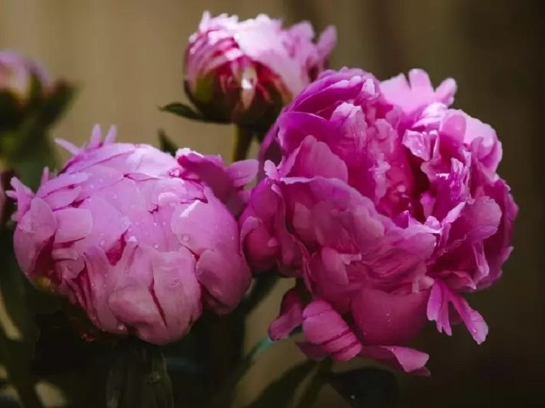 Fête de la pivoine-1