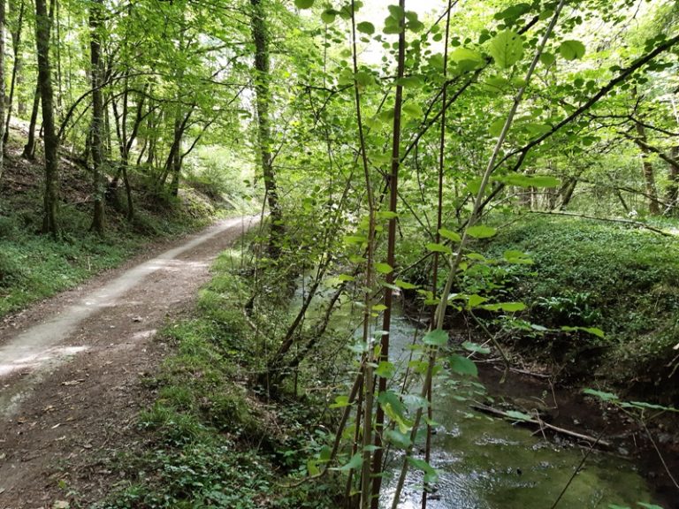 Between vines and Ramberge-3