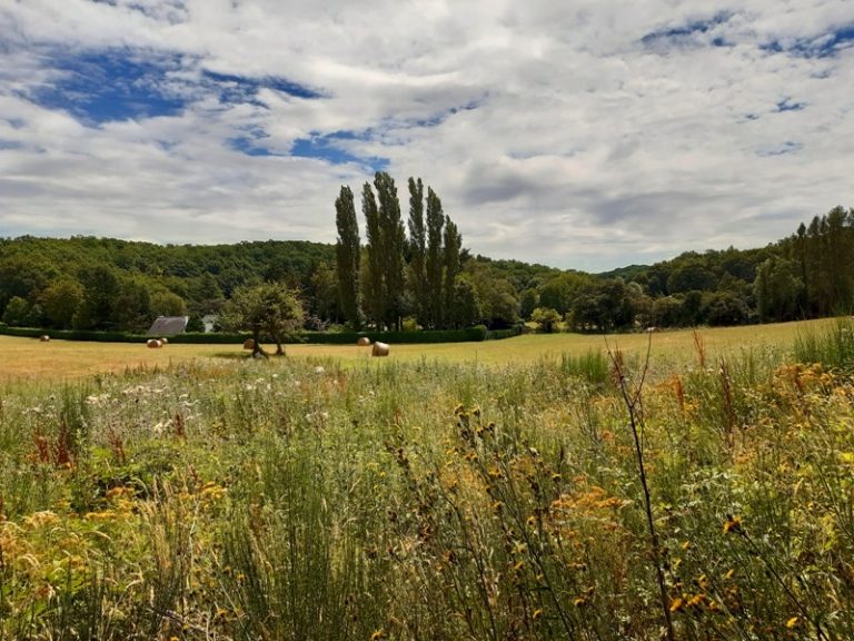 Between vines and the Ramberge river-1