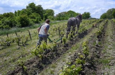 Vigneau-Chevreau vineyard – Vouvray wines, France.