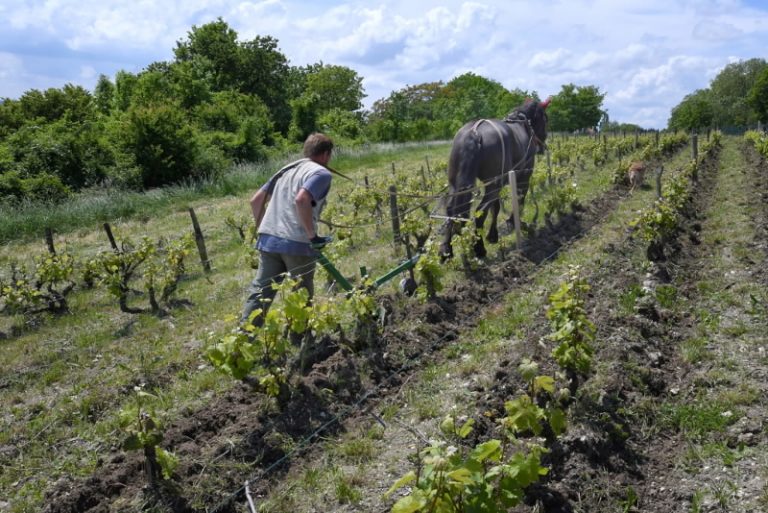 Domaine Vigneau-Chevreau-1