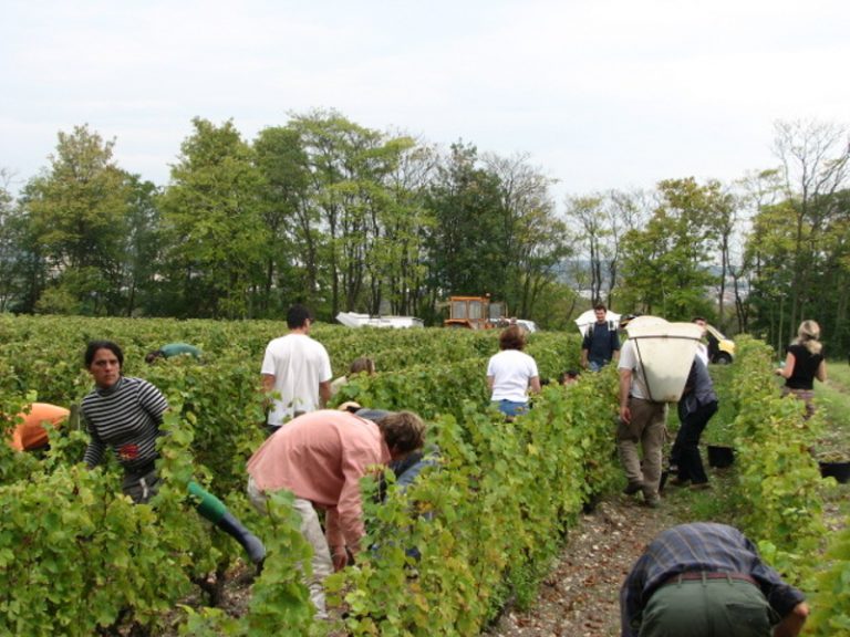 Domaine Vigneau-Chevreau-4